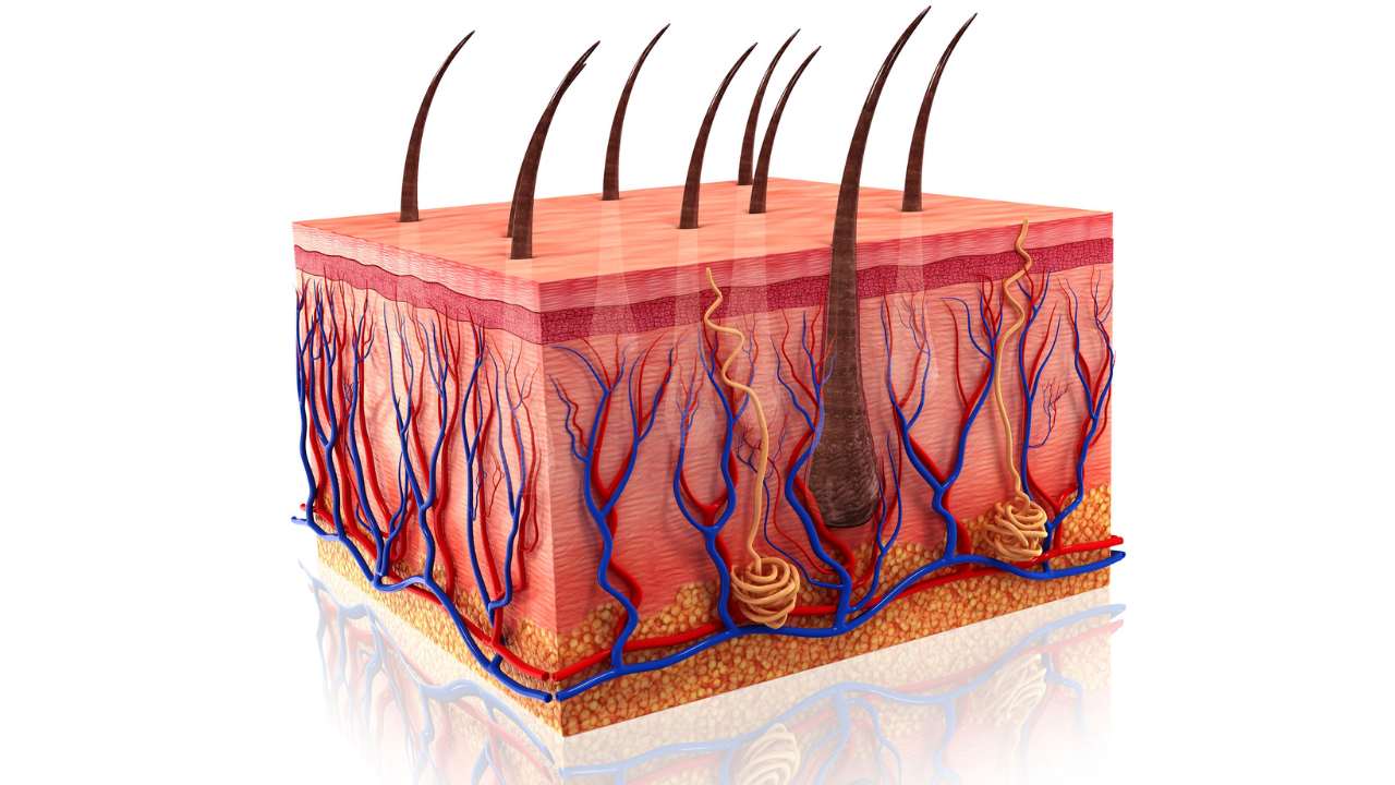 HAIR-FOLLICLE-WITH-NERVE-ENDING-GRAPHIC